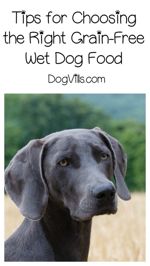 What is the Best Grain Free Wet Dog Food?