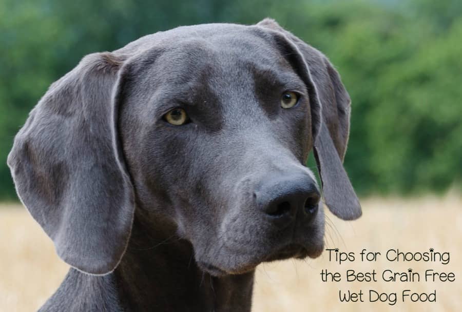 Is Grain Free Dog Food Good For All Dogs Is Grain Free Dog Food Good For All Dogs
