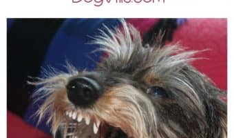 The dog freak out can happen for a number of reasons. Let's take a look at what can cause the dreaded dog freak out. One cause might surprise you.