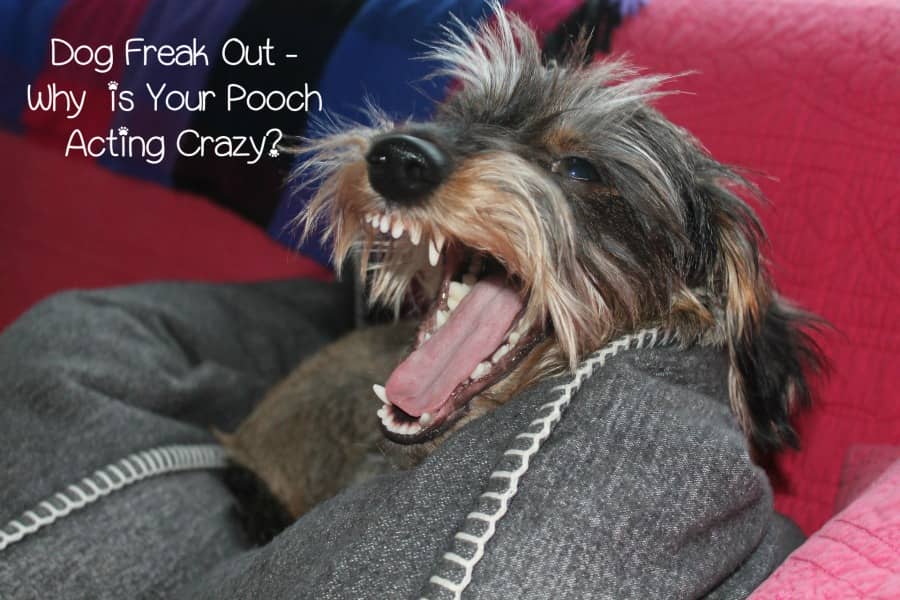 Dog Freak Out Why Your Pooch is Acting Crazy DogVills