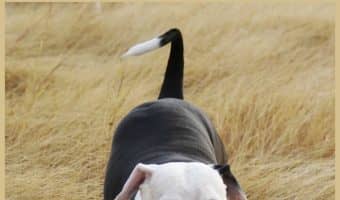 Want to know how to train your dog? Pick your battles! Simple as that! Check out more training tips to see what we mean!