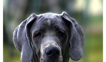 Think you can't teach a senior pooch new tricks? Check out these fun training games for an older dog and prove that old adage wrong once and for all!