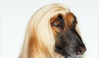 With these tips for grooming the ungroomable dog, your pooch will be looking fab in no time!