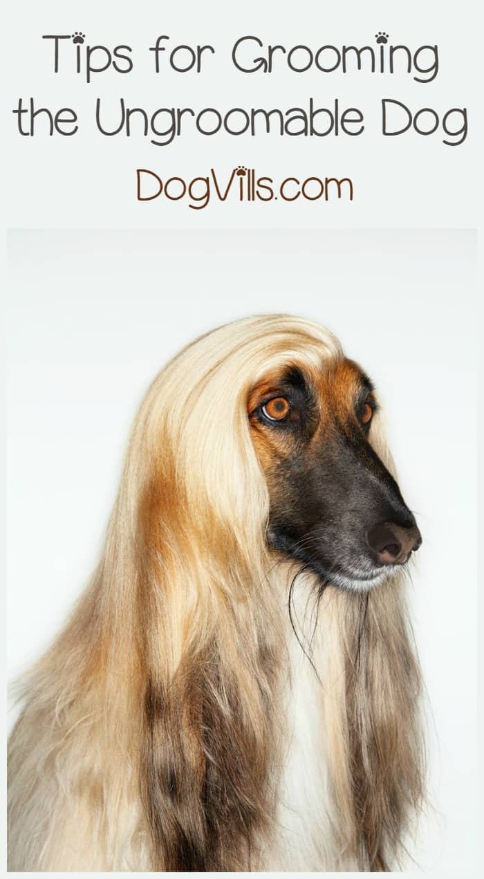Tips For Grooming The Ungroomable Dog Dogvills
