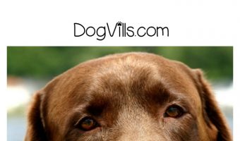 Looking for the best hypoallergenic dog food for labs? Check out our tips for reading labels to find it without paying extra for breed-specific food!