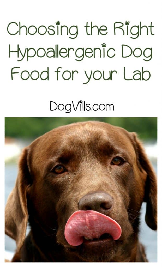 Best Hypoallergenic Dog Food for Labs