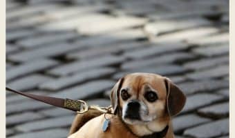 Got a stubborn dog who doesn’t want to go for his walk? Check out our tips for walking a dog when he just doesn’t want to!