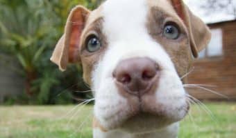These adorable Pitbull puppy pictures are going to make you smile! These puppies are so cute it almost hurts, you have to see!