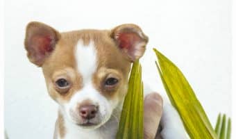 Determining the absolute top 3 healthiest dog breeds isn’t easy, but we put together a list of pups who most frequently make the list! Check it out!