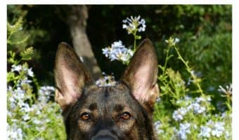 Looking for the easiest dogs to train? Check out our list of five breeds who really just take to learning new tricks, then share your thoughts!