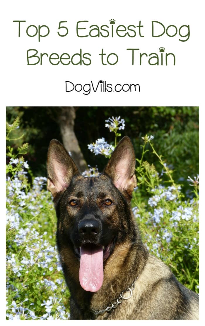 What are the Top 5 Easiest Dogs to Train? DogVills