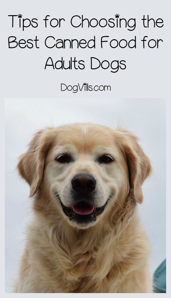 What Is The Best Canned Dog Food For Adult Dogs