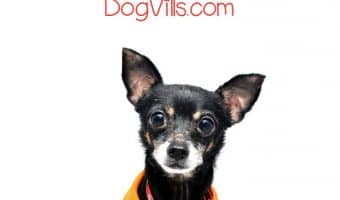 Older dogs need food designed for their aging bodies. Check out our guide to choosing the best canned dog food for seniors!