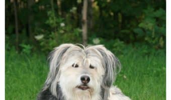 Looking for the best grain free dog food brands? Check out our guide to choosing one with the right ingredients for your healthy pooch!