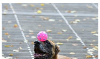 Did you ever teach your dog something you would now like to get them to stop doing? Check out our tips to correct a training mistake!