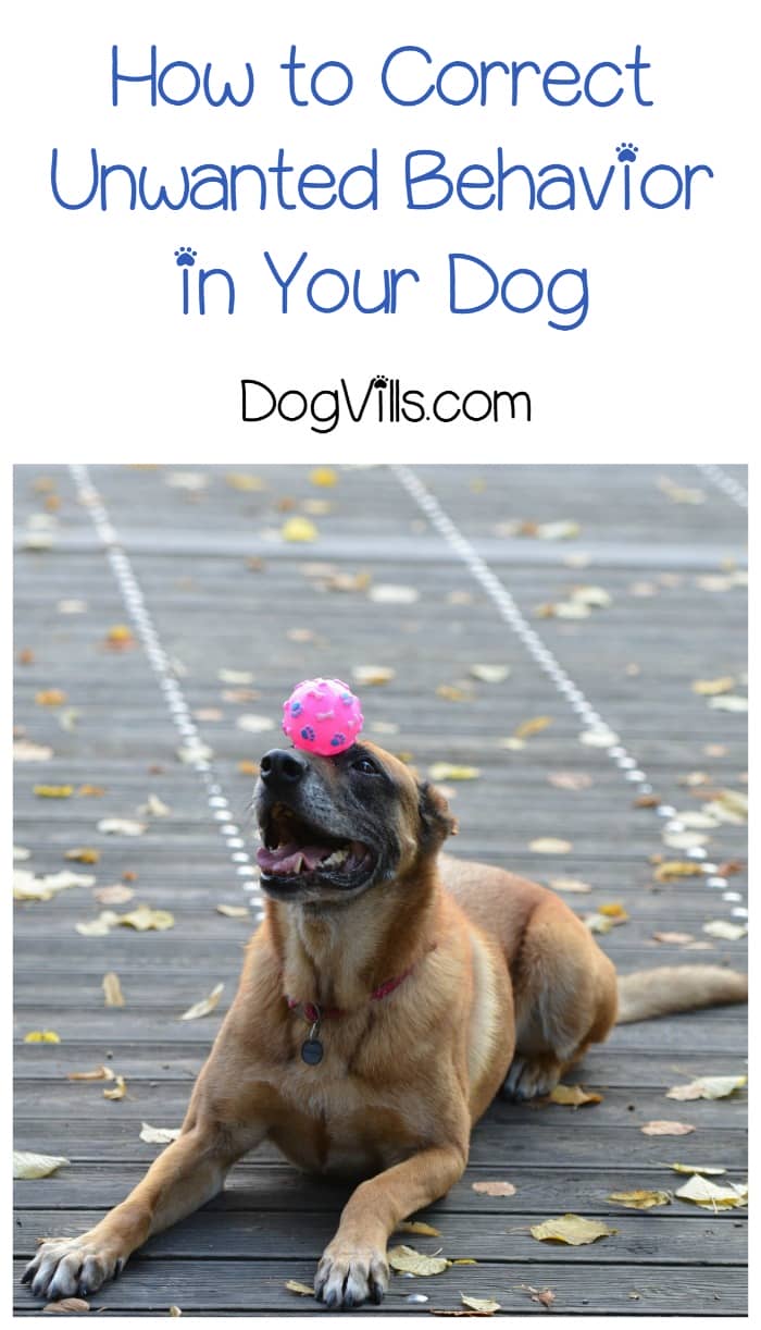 How Do I Correct a Training Mistake in My Dog? DogVills