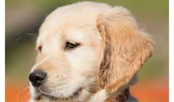 What is the cutest thing that dogs do? What a tough question! Check out our favorite adorable things we've seen pups do & tell us your thoughts!