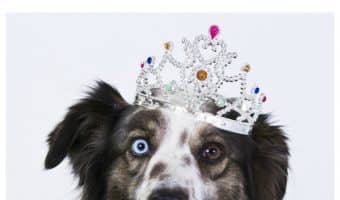 Need a dose of funny dog humor? Check out the goofiest things we say & do to our dogs!