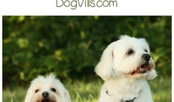 Contrary to popular belief, sex has nothing to do with success when introducing a new dog to the home. Introducing a new dog is all about personality.
