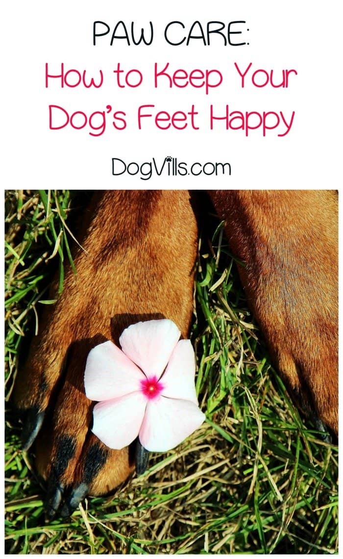 Paw Care How to Keep Your Dog's Feet Happy DogVills