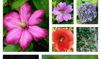 Check out our dog health tips for keeping your pooch safe by avoiding these poisonous plants for dogs!