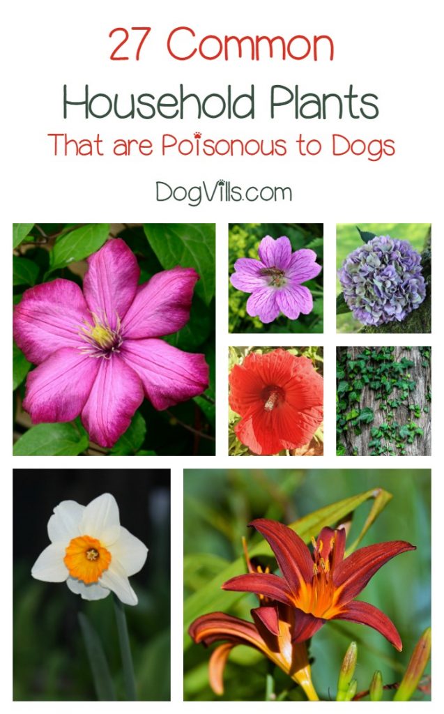 27 Poisonous Plants for Dogs - The Common Dangers - DogVills