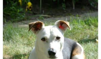 What can you do when a rescue dog follows you everywhere? Check out our tips to help you figure out if your "glue dog's" behavior needs correcting!