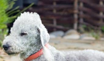 What are the top 5 strangest dog breeds? While "strange" is totally subjective, these 5 pooches definitely stand out in a crowd! Check them out!