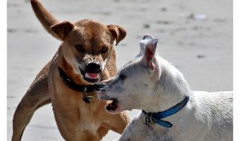 What do you do if your dog is attacked by another pooch? Knowing what to do in the aftermath can mean the difference between life & death for your dog.