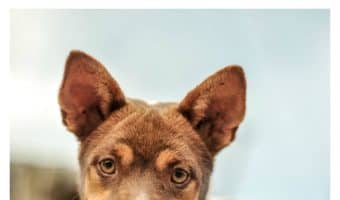 Would you give up your dog if your fiance asked you to? Check out how one woman responded in today's dog news story!
