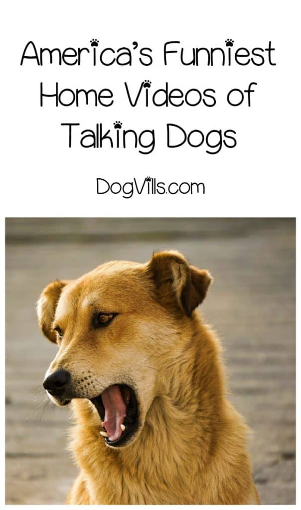 Top 5 America s Funniest Home Videos Of Talking Dogs DogVills Top 5 America s Funniest Home Videos Of Talking Dogs DogVills