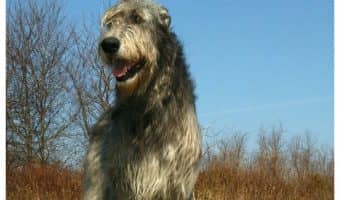 Thinking about getting a REALLY BIG pooch? Check out the top 5 largest dog breeds!