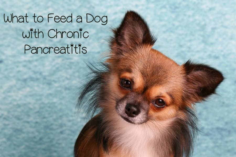 What Do You Feed A Dog With Chronic Pancreatitis DogVills