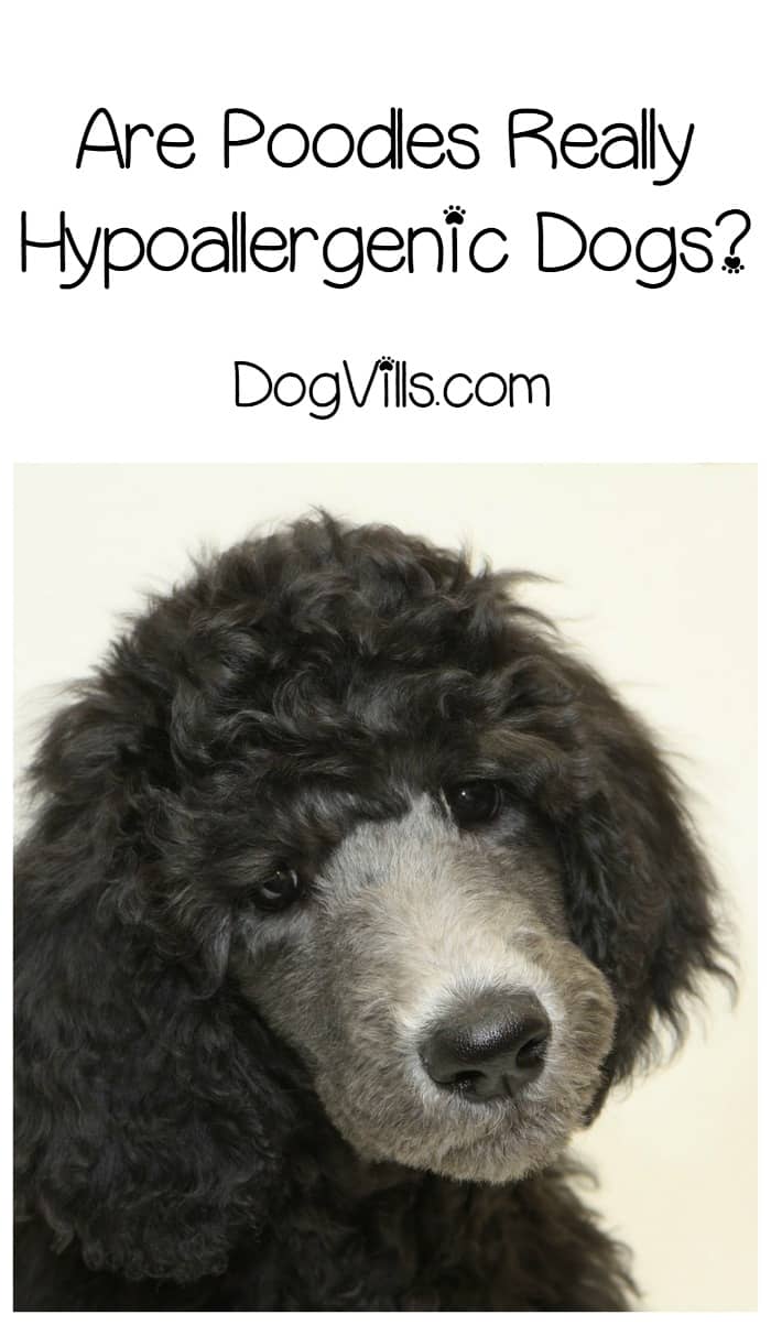 Is the Poodle a Good Hypoallergenic Dog? DogVills