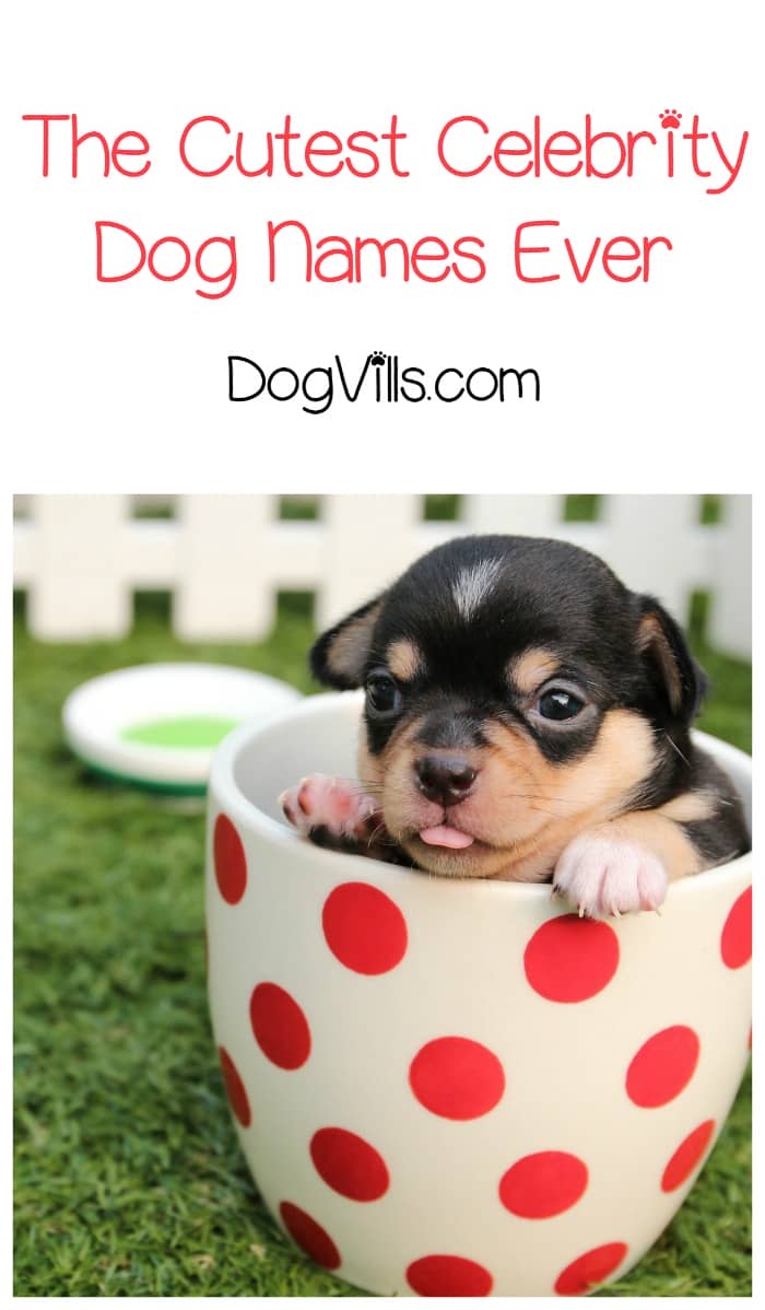 6 Of The Cutest Celebrity Dog Names Http Www Dogvills Com