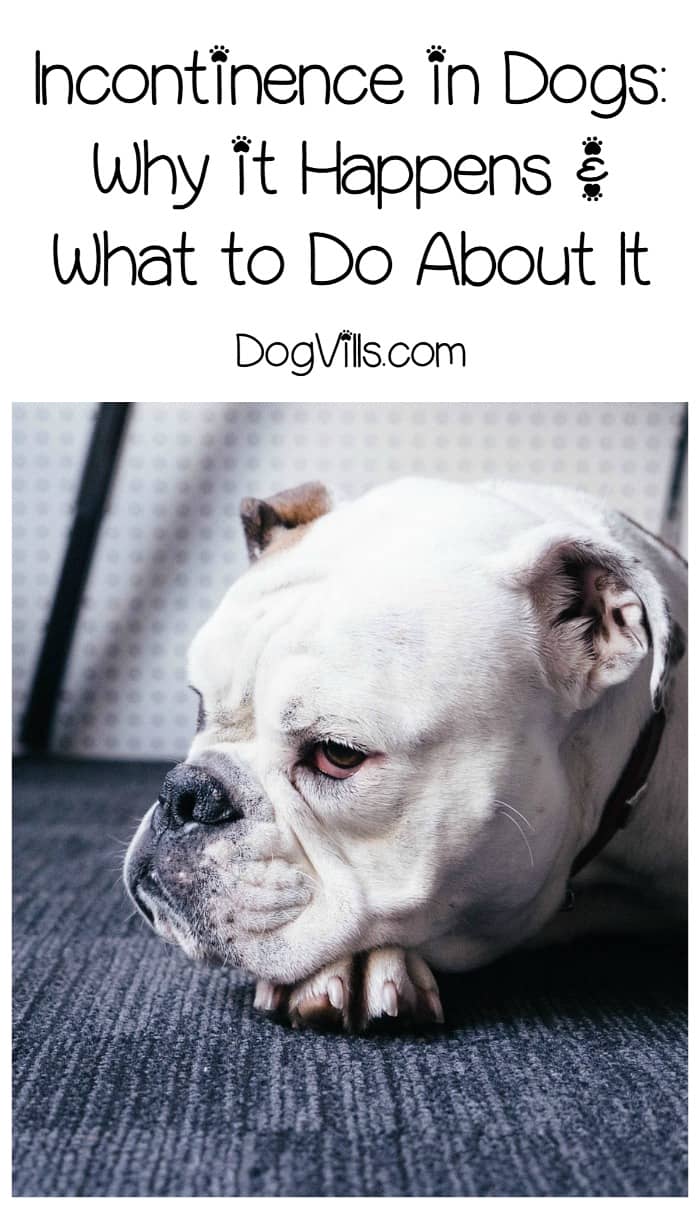 Can You Treat Incontinence in Dogs at Home? DogVills