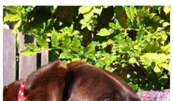 Thinking about getting a second pet to keep your dog company while you're at work? Check out our tips before you head out to adopt!