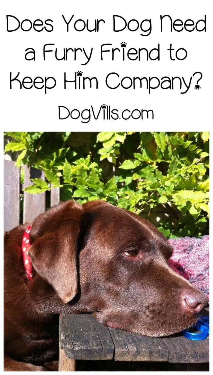 What Kind of Pet Should I Get to Keep My Dog Company?