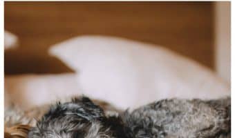 What are the risks of letting your dog sleep in bed with you? Check out both the real and imagined risks!