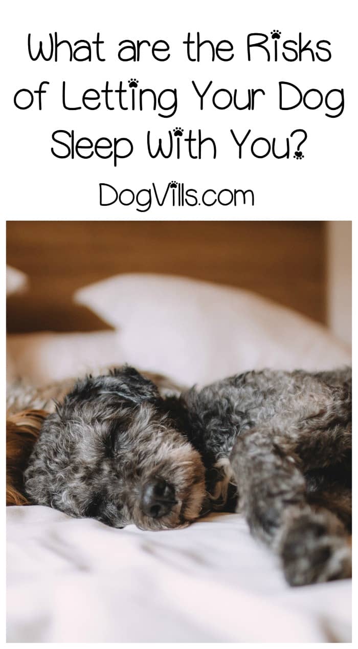 What are the risks of letting your dog sleep in bed with you?