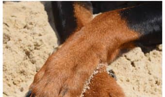Wondering "Why are my dog's paws so rough?" The answer may surprise you, or at the very least, reassure you! Check it out!