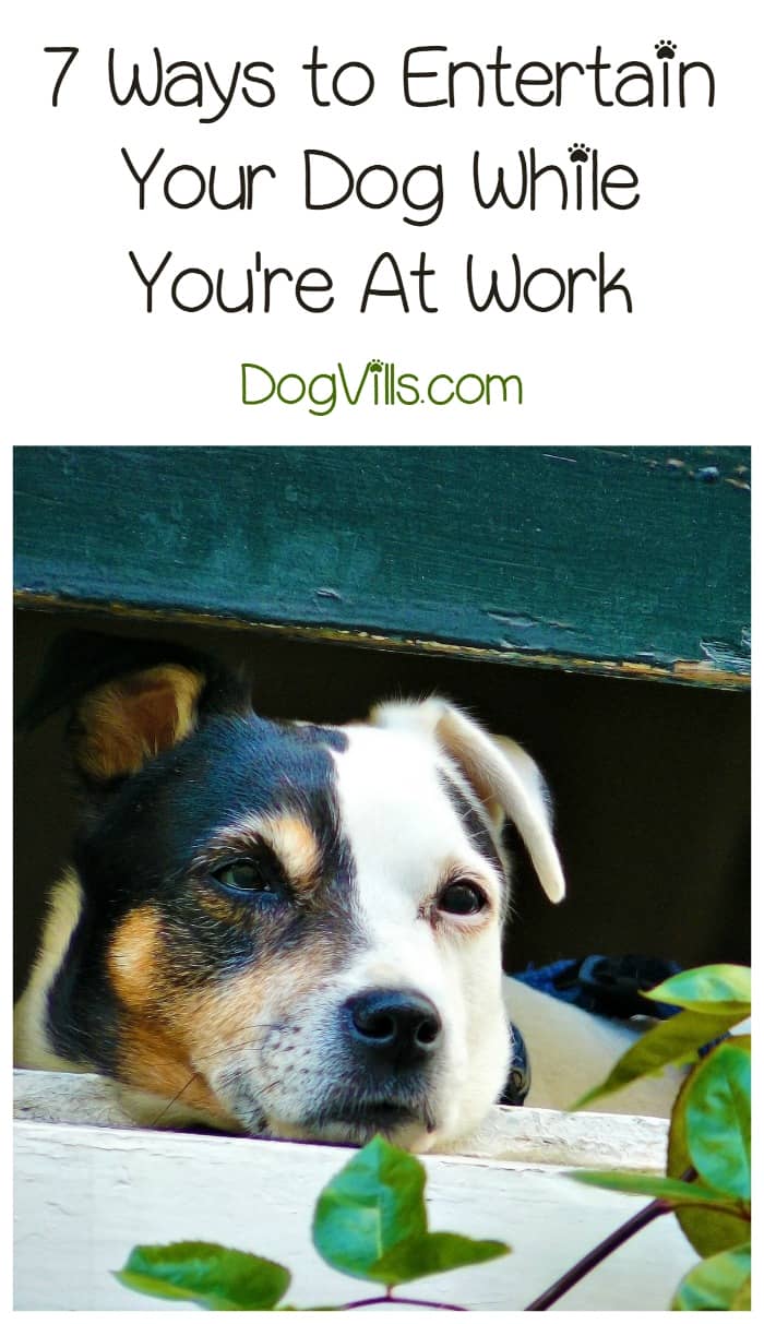 how do i my puppy how do i entertain my while i m at work dogvills how do i my puppy how do i entertain my while i m at work dogvills