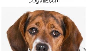 Does your dog watch TV? Check out this funny dog video of a pup who isn't too thrilled about the show his people are watching!