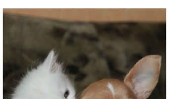 Check out this funny dog video of a cat "taking on" his Beagle bestie, plus laugh out loud over more hilarious clips of talking dogs and cats!