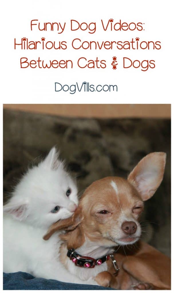 Funny Dog Video: Cat Takes on a Beagle + Talking Pet Clips