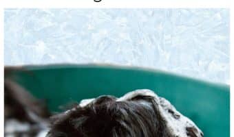 These funny talking dogs have a lot to say after bathtime! Check them out for a great laugh!