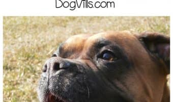 Love boxers? You'll love today's installment of our Funny Talking Dog Videos series! Check out five funny clips featuring chatty boxers!