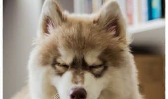 In the world of funny talking dog videos, the Husky reigns supreme. Check out our favorite clips featuring talkative husky dogs!