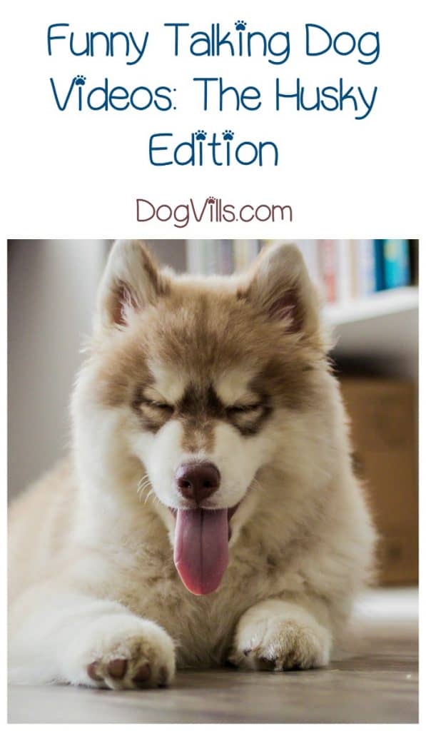 funny huskies talking