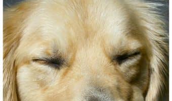 Love pet humor? Check out five of our favorite funny talking dog videos on Facebook!